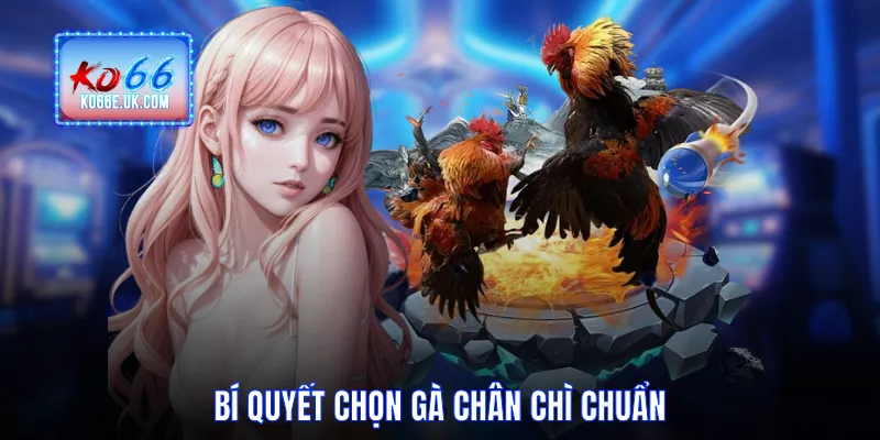 Bí quyết chọn gà chân chì chuẩn từ KO66
