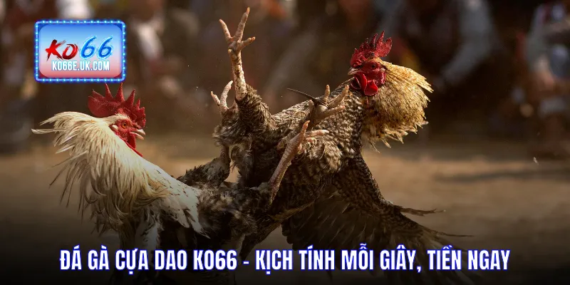 Đá Gà Cựa Dao KO66 – Kịch Tính Mỗi Giây, Tiền Ngay Mỗi Trận