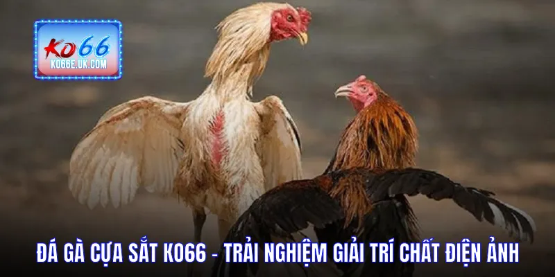 Đá Gà Cựa Sắt KO66 – Trải Nghiệm Giải Trí Đậm Chất Điện Ảnh