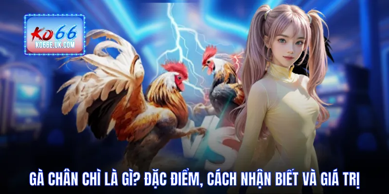 Gà Chân Chì Là Gì? Đặc Điểm, Cách Nhận Biết Và Giá Trị