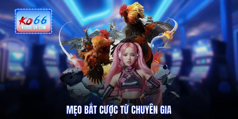 Mẹo bắt cược từ chuyên gia