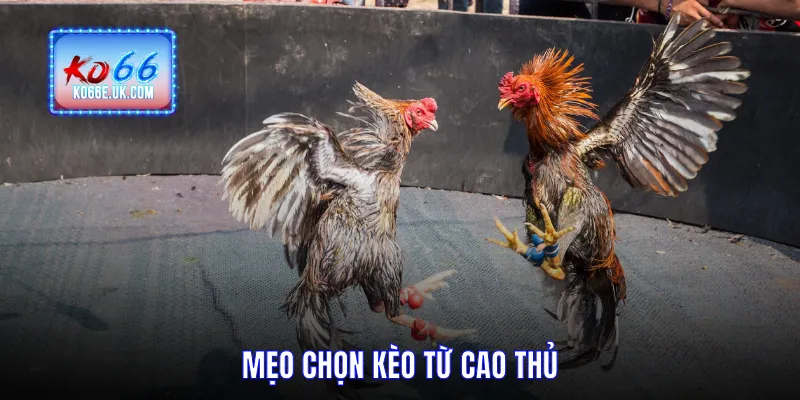 Mẹo chọn kèo từ cao thủ