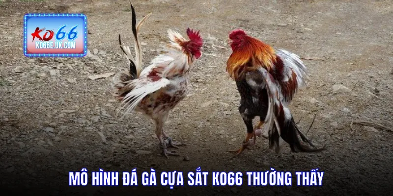 Mô hình đá gà cựa sắt KO66 thường thấy
