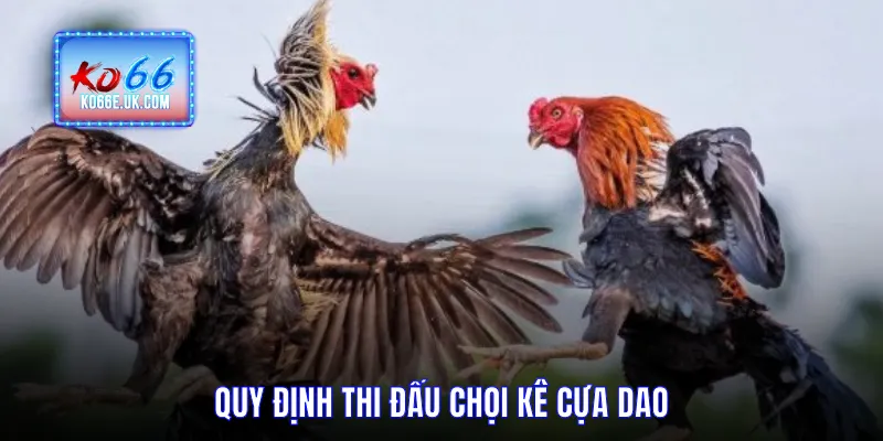 Quy định thi đấu chọi kê cựa dao